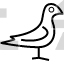 pigeon
