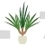 Dracaena Marginata Plant