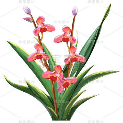 手绘-植物元素-花朵