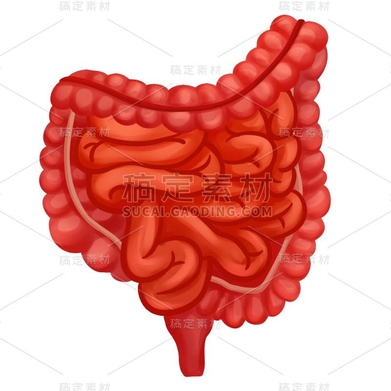 手绘-人体器官医疗元素贴纸-肠道