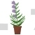 Skullcap Potted Plant