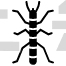 Walking Stick