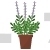 Lavender Potted Plant