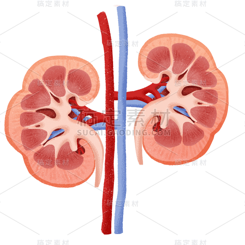 肾人体器官医疗元素