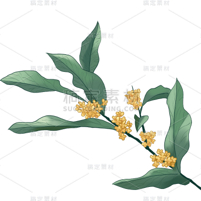 水彩风格-植物花卉贴纸-桂花