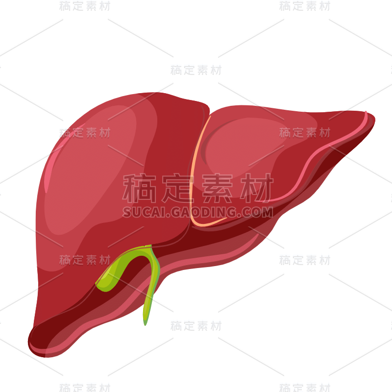 手绘-人体器官元素医疗贴纸35