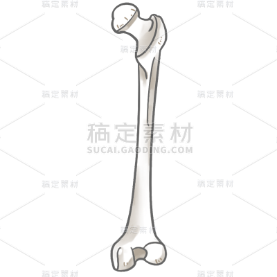 手绘-身体器官元素-骨头