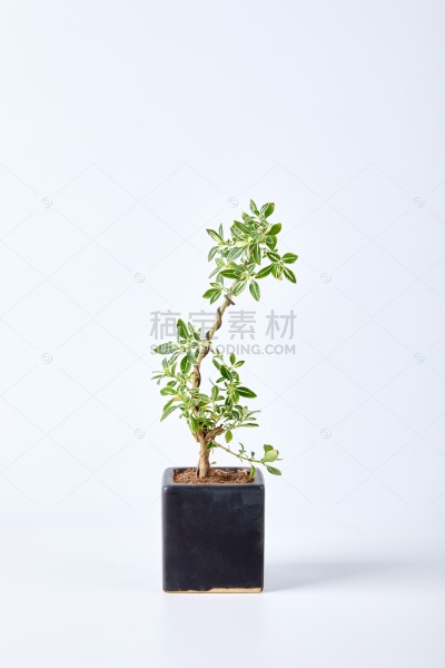 植物系列写实风绿植