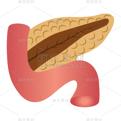 手绘-人体器官医疗元素贴纸-胰腺