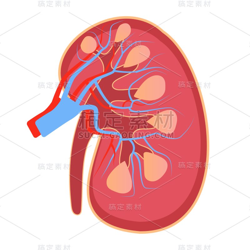 手绘-人体器官医疗元素贴纸-肾