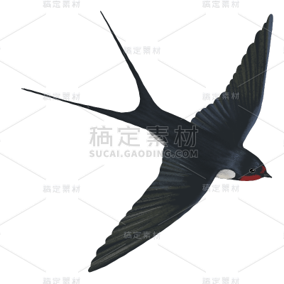 手绘-写实燕子动物元素贴纸9