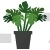 Monstera Potted Plant