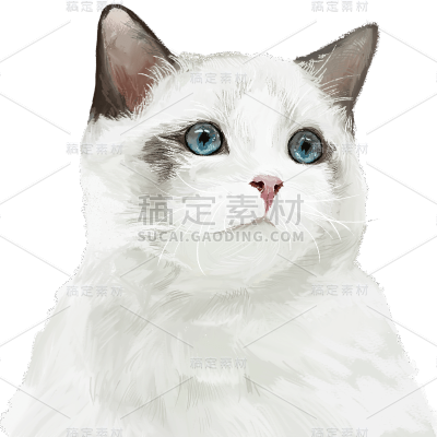 写实风动物元素主题贴纸-猫