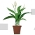 Peace Lily Plant