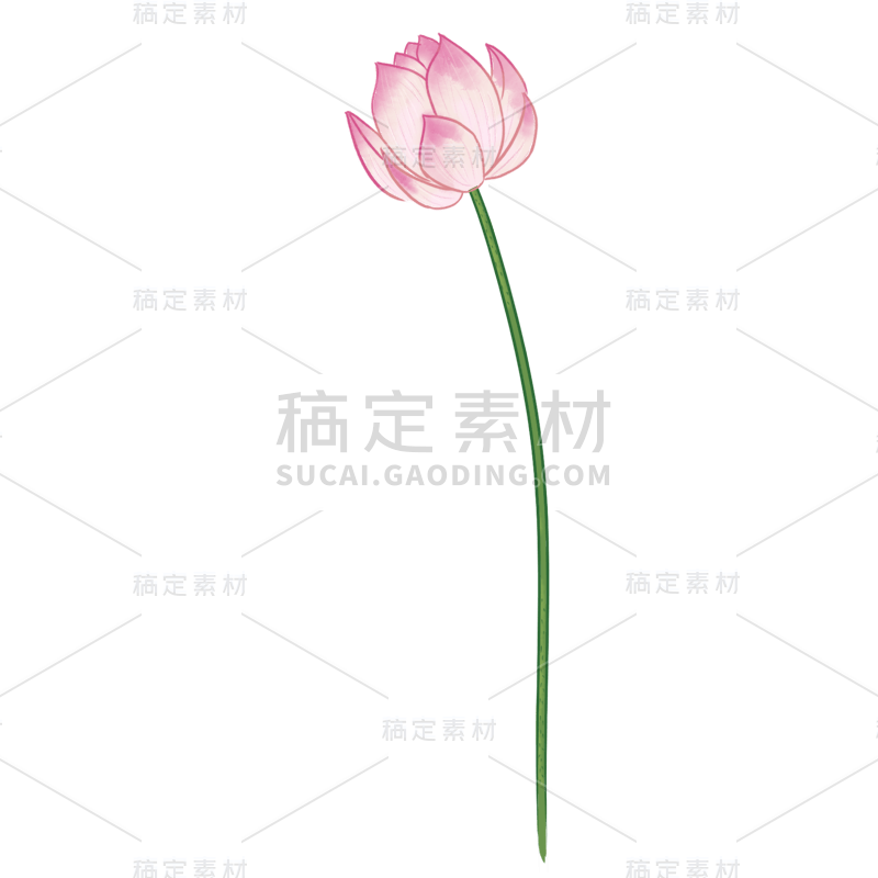 荷花2