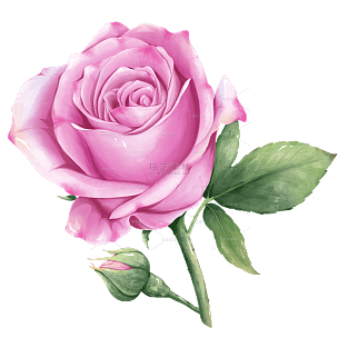 手绘粉色单朵玫瑰插画元素
