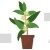 Lemon Myrtle Plant