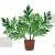 Mugwort Potted Plant