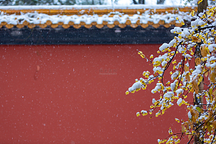 故宫冬季的寒梅雪景