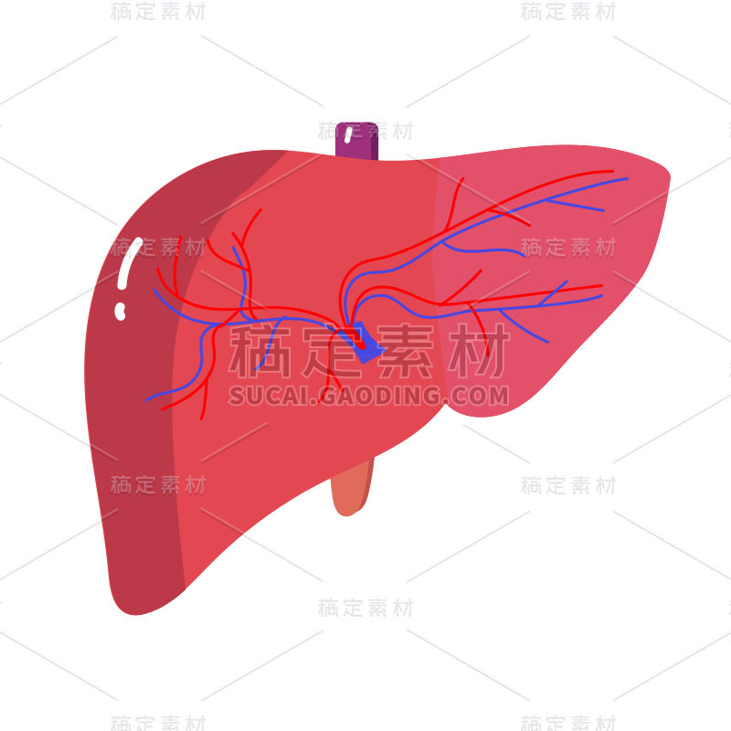 手绘-人体器官医疗元素贴纸-肝