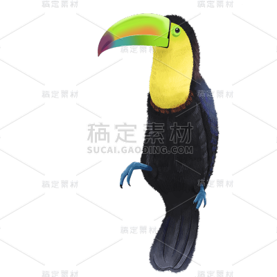 手绘-热带鸟类动物元素贴纸9