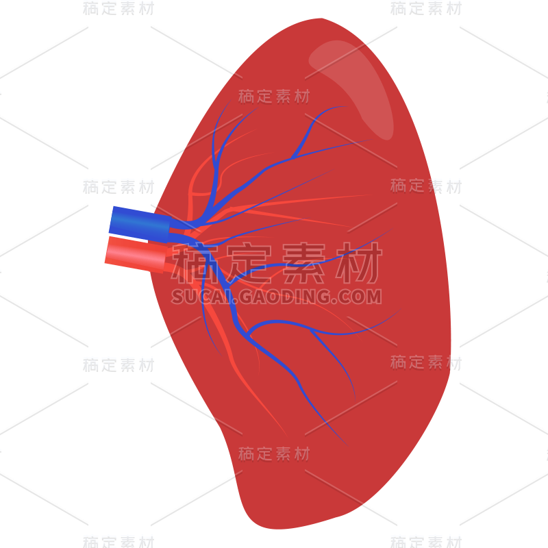 手绘-人体器官医疗元素贴纸-脾