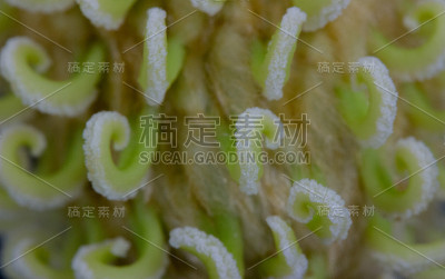 木兰树的自然卷曲