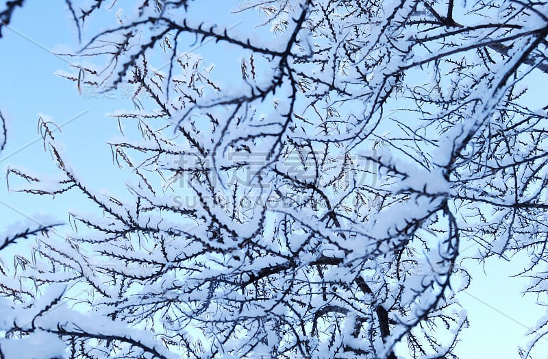 俄罗斯鄂木斯克地区，植物被雪覆盖