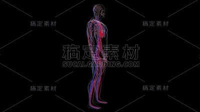 从头到脚的人体循环系统解剖，电脑生成。3d渲染血管。科学背景
