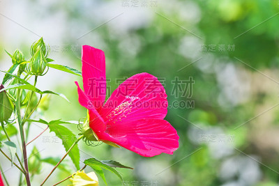 木槿的花