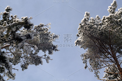 松树顶上覆盖着雪