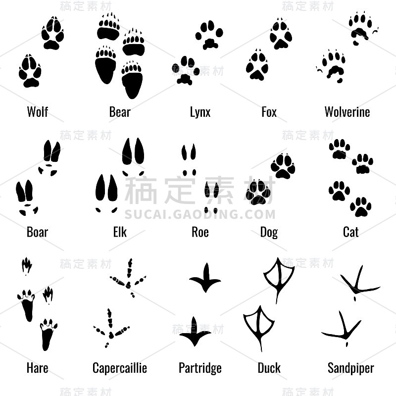 野生动物、爬行动物和鸟类的脚印，动物爪印向量集