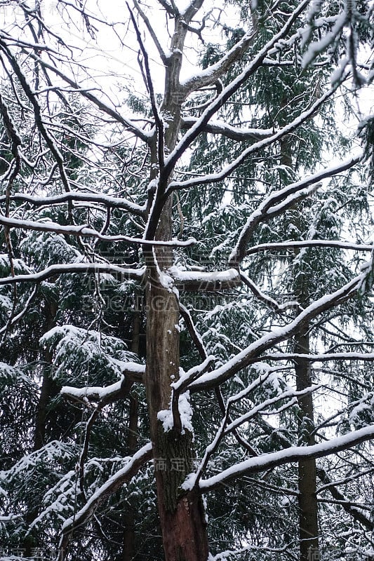 冬季在不可通行的森林中的枯树。树枝被雪覆盖着。可怕的童话森林