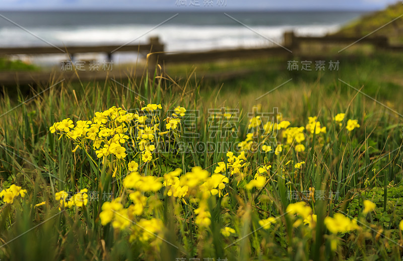 绿色草地与春天的鲜花和太平洋的背景，北加州，莫斯海滩附近的旧金山