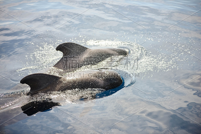 pretty little whales visible on an excursion to th