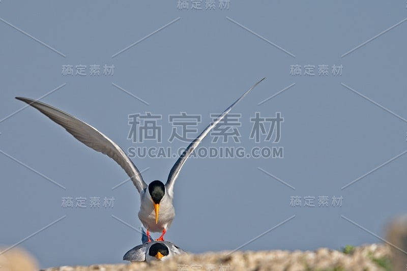 河燕鸥