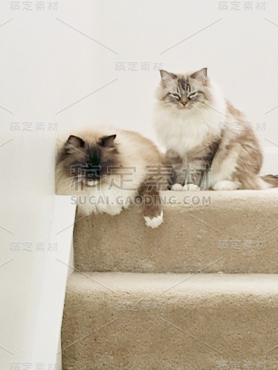 布偶猫的猫