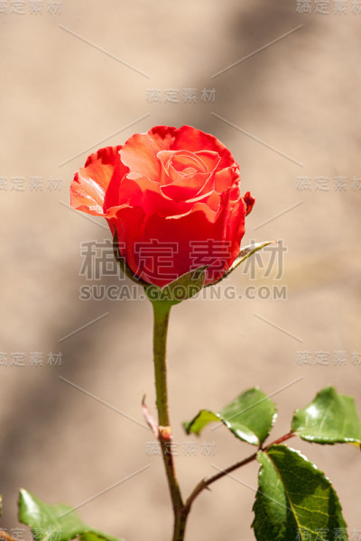 玫瑰花园的花