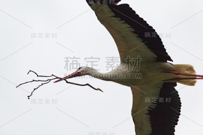 鹳
