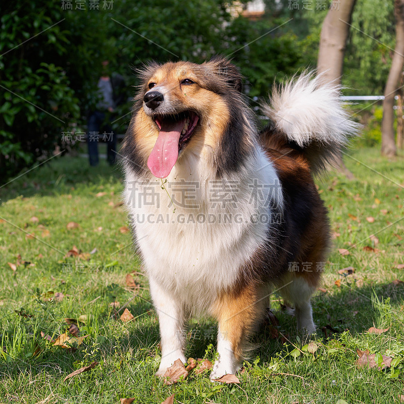 狗，设得兰牧羊犬，柯利牧羊犬，雪莉牧羊犬。