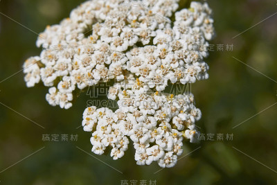 阿基莱亚千禧年