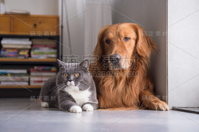英国短毛猫和金毛猎犬