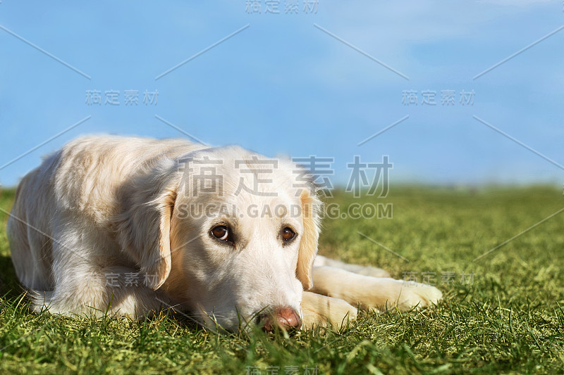 美丽的金毛猎犬躺在碧绿的草地上，天空湛蓝