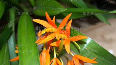 小橙兰花