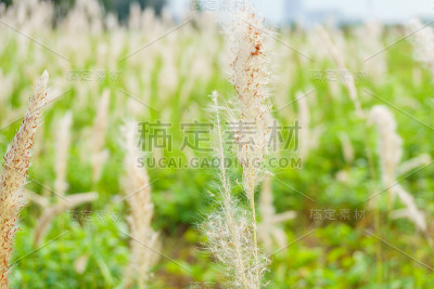 草在风中变软