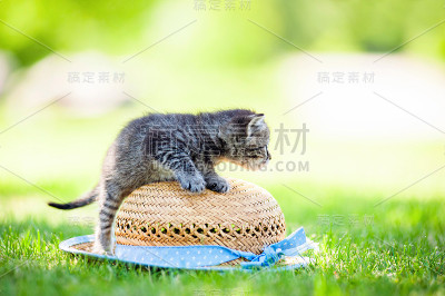 小猫,户外