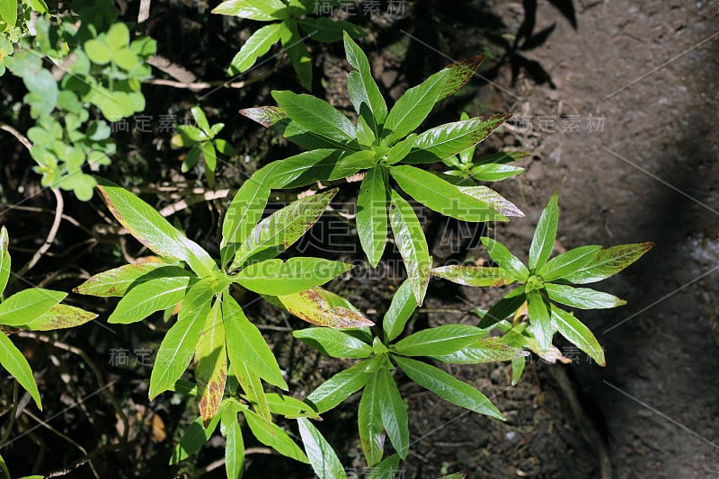 在马德拉岛徒步旅行时拍摄的绿色植物和一些湿地