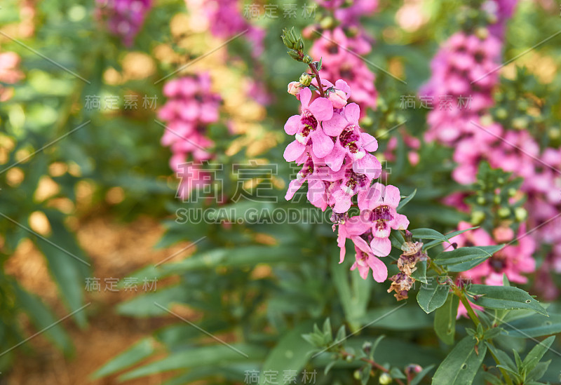 花园里美丽的花。