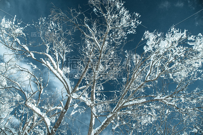 白雪皑皑的分支