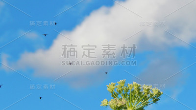 靠近花的飞虫